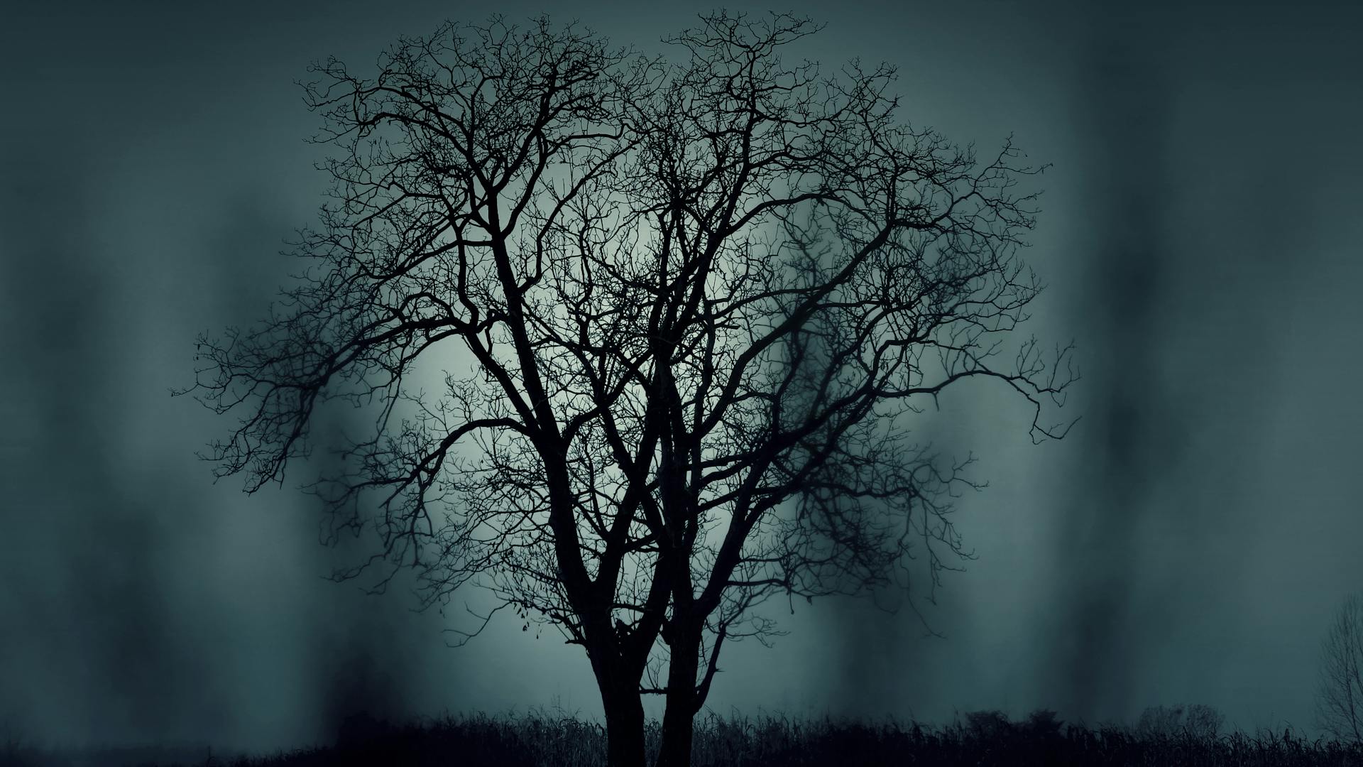 nature-night-dark-tree